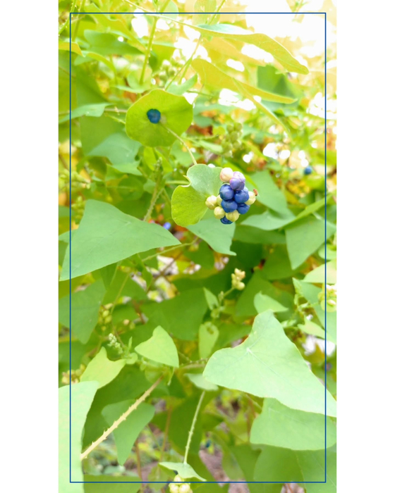 画像1352
